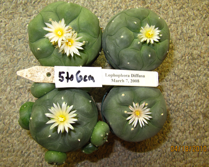 Lophophora Diffusa